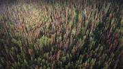 Forstliche Monokulturen die aus gleichaltrigen Bäumen bestehen, wie diese Kiefernwälder in Kanada, sind besonders anfällig für Schädlinge wie Borkenkäfer.