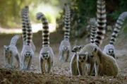 2017 lebten nur etwa 2.000 Katta-Lemuren in freier Wildbahn. Somit ist das Risiko ihres Aussterbens schwerwiegender, als bisher angenommen.