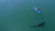 Ein Mann in einem Kanu, ein Hai schwimmt um ihn herum.
