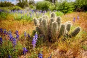 Nach einem der seltenen Regenschauer sprießen in der Wüste im Norden Mexikos Blüten, die einen Echinopsis-Kaktus umgeben.