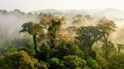 Im Danum Valley auf Borneo wachsen Flügelfruchtbäume, die sehr groß werden können.