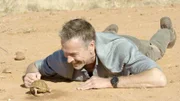 Außergewöhnliche Bewohner an außergewöhnlichen Orten: Dirk Steffens entdeckt in der Hitze der Namib Tiere, die man hier nicht erwartet: Schildkröten. Die Buschmannland-Zeltschildkröte hat eine faszinierende Technik entwickelt, um an Wasser zu gelangen: eine Art "Yoga-Übung".