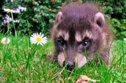 „Wo bin ich hier gelandet?“ scheint sich das junge Waschbärenmädchen zu fragen. Es irrt über eine Wiese - eigentlich sollte es noch bei ihrer Mutter in der Baumhöhle sein.