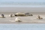 A close up view of common seals on the sand bank of Galgerev on Fano Island in western Denmark