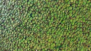Riesenseerosen sind äußerst erfolgreich und haben von einer Wasserfläche im Pantanal-Feuchtgebiet in Brasilien praktisch alle anderen Pflanzen verdrängt.