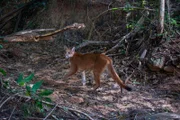 Viele Wildtiere wie Pumas sind zurückgekehrt, nachdem auf einer ehemaligen Farm in Brasilien wieder Wald wachsen durfte.