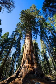 Der Riesen-Mammutbaum kann knapp 100 Meter hoch werden und ist der massigste Baum der Erde.