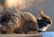 ARD/SWR DAS WAISENHAUS FÜR WILDE TIERE FOLGE 18, "Abenteuer Afrika", SWR Dokuserie mit 40 Folgen, deren Schauplatz die Tierrettungsstation "Harnas" am Rand der afrikanischen Kalahari-Wüste ist. Stachelschwein und Hase - die besten Freunde!