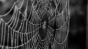 Zombie Spiders