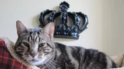 Aragon the cat inside the home.