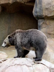 Grizzly bear.