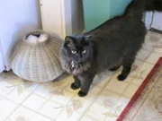 Kashmir the cat inside the house.
