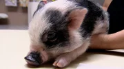 Bentley the micro pig comes in for treatment.