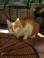 Milo the cat inside the house.