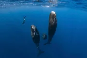Pottwale schlafen senkrecht im Wasser.