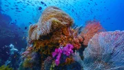 In der Triton Bay gibt es Korallen in allen erdenklichen Formen und Farben. Nirgendwo sonst im Korallendreieck gibt es so viele wie hier.