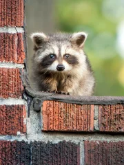 A cute baby racoon hiding from danger with copyspace.