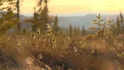 Spring has finally come to Tanana, AK.
