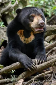 Der Malaienbär, auch als Sonnenbär bezeichnet, ist die kleinste Großbärenart der Welt.