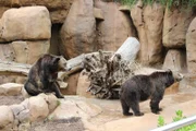 Grizzly bears.