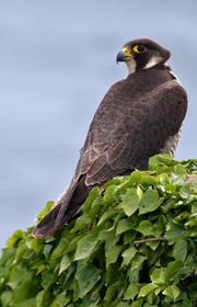 Wanderfalke auf einem efeubewachsenen Felsen, Lantic Bay, Cornwall.