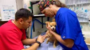 Dr Jeff holding Noodle with Hector at the vet.