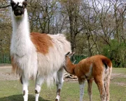 Die Lama-Dame Xenia im Tierpark hat ein Junges zur Welt gebracht: ein Mädchen. Jetzt wird ein Name gesucht, der mit X anfängt.