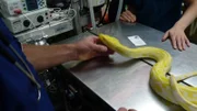 A banana snake on the table in the vet.