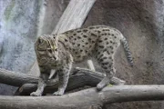 Fishing cat