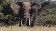 Alles in der afrikanischen Savanne ist groß: Riesige Flächen, der atemberaubend weite Himmel, große Herden und riesige Tiere.