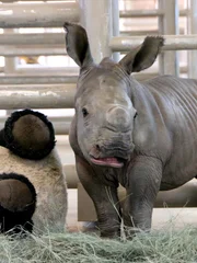 White rhino calf