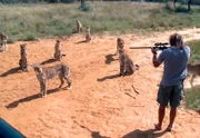 Ein Gepard muss für eine Untersuchung betäubt werden.