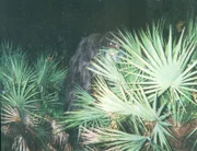 A photograph of a mysterious creature known in Florida as the Myakka skunk ape.