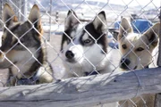 Dogs