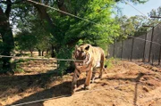 In Südafrika baute die Tierschutzorganisation „Vier Pfoten“ eine riesige Auffangstation für geschundene Raubkatzen.