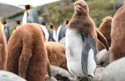 Das Königspinguin Junges ist zwar schon so groß wie ein Erwachsener – und doch noch ein Teenager, was man deutlich an seinen Daunen erkennt.
