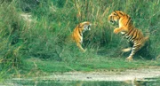 Tiger kämpfen am Ufer. Tiger sind überaus territorial - Eindringlinge werden nicht geduldet und Rivalen werden vehement bekämpft.