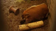 Red river hog