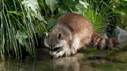 Der Waschbär, Nachfahr von ausgebüxten Pelztieren, erobert langsam aber stetig ganz Deutschland.