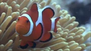 Wo sich Clownfische am liebsten verstecken