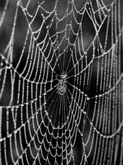Spider web