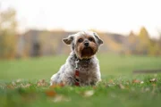 Lolly the dog sitting on grass