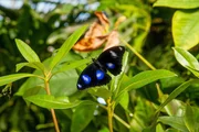 Blauer Mond Schmetterling.