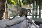 Coatimundi