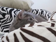 Jon and Michelle's cat, Zoey.