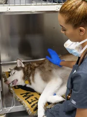 Chocolate recovering after surgery with a Vet tech