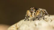 Macro closeup. Hyllus semicupreus Jumping Spider on a rock.