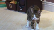 Farnsworth the cat.