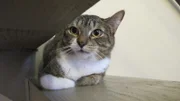 Riyo the cat inside the home.