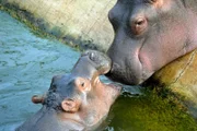 Mitten in Berlin gibt es zwei Oasen für Tiere: den artenreichen Zoo Berlin und den größten Landschaftstiergarten Europas, den Tierpark Berlin. Hier kommen unzählige Zoobabies auf die Welt.